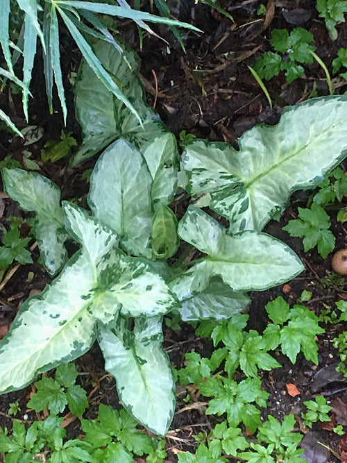 ARUM ITALICUM 'MONKSILVER'