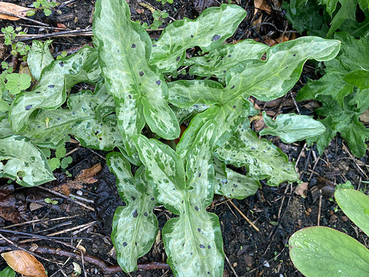 ARUM ITALICUM  'MONKSILVER SPOTTED'