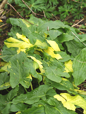ARUM MACULATUM 'PAINTED LADY'