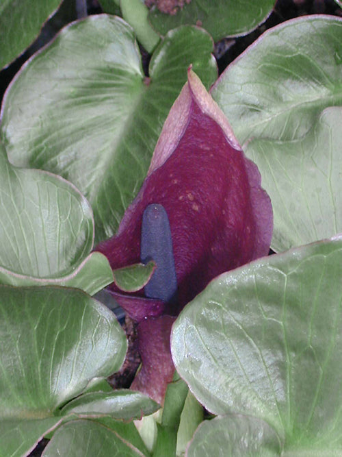 ARUM PICTUM L/Co.28