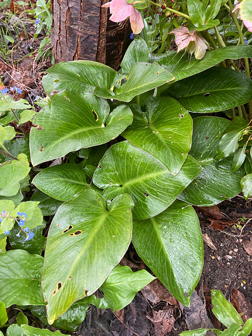 ARUM PICTUM L/Sa
