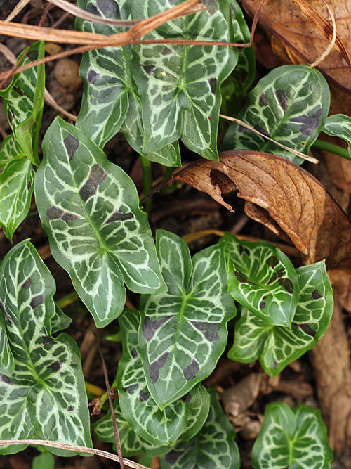 ARUM ITALICUM subsp.ITALICUM 'SPOTTED JACK'