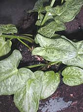 ARUM ITALICUM 'SHIMMER'
