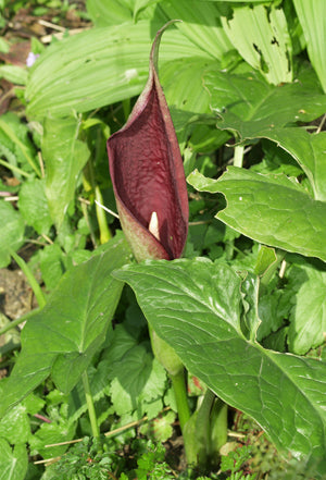 ARUM SP. (?IDAEUM) SBL 339