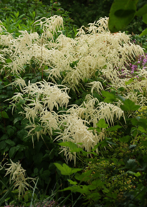 ARUNCUS DIOICUS