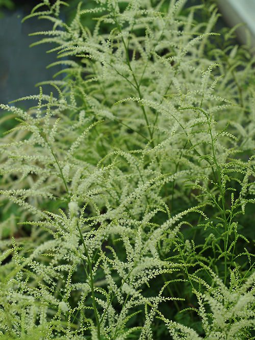 ARUNCUS 'JOHANNIFEST'