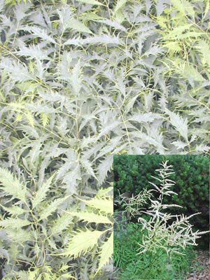 ARUNCUS DIOICUS 'KNEIFFII'