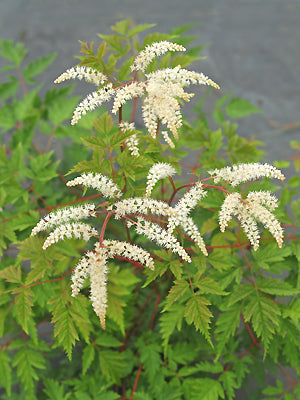 ARUNCUS 'WOLDEMAR MEIER'