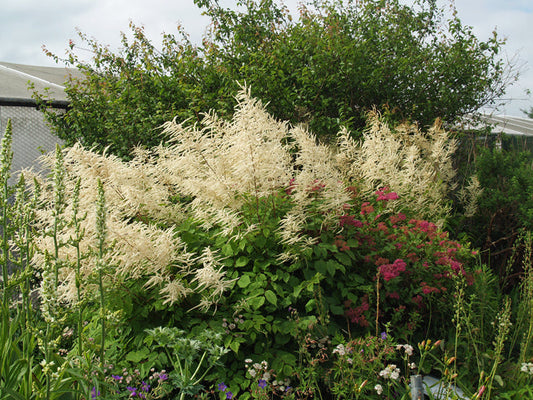 ARUNCUS DIOICUS 'ZWEIWELTENKIND'