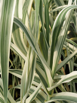 ARUNDO DONAX var.VERSIColour