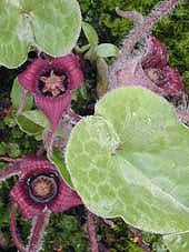 ASARUM HARTWEGII JCA 1.084.201