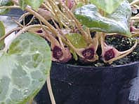ASARUM MARMORATUM NNS 05-85