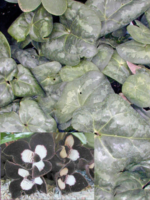 ASARUM MAXIMUM