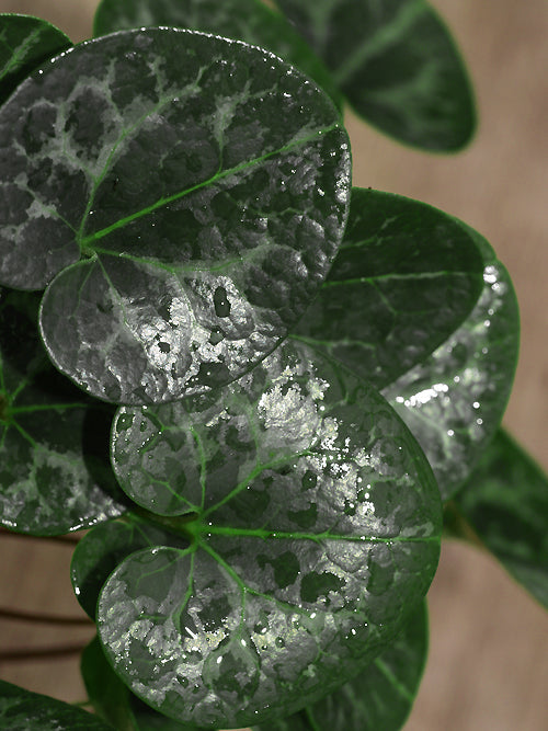 ASARUM NANIFLORUM 'ECO-DÉCOR'