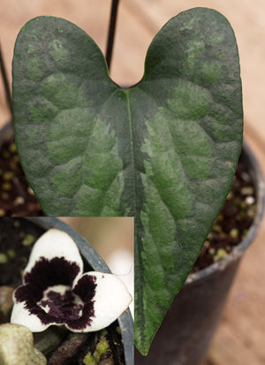 ASARUM SP. Chen Yi 5