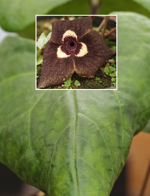 ASARUM DELAVAYI clone 1