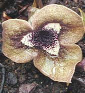 ASARUM DELAVAYI clone 2