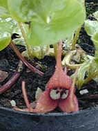 ASARUM MACRANTHUM