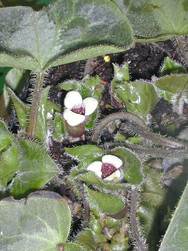 ASARUM PULCHELLUM