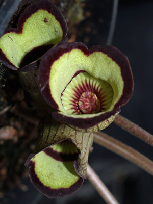 ASARUM CAMPANIFLORUM