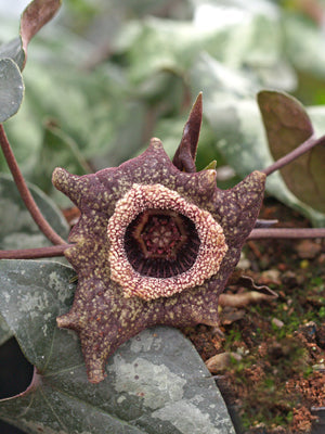 ASARUM SPLENDENS