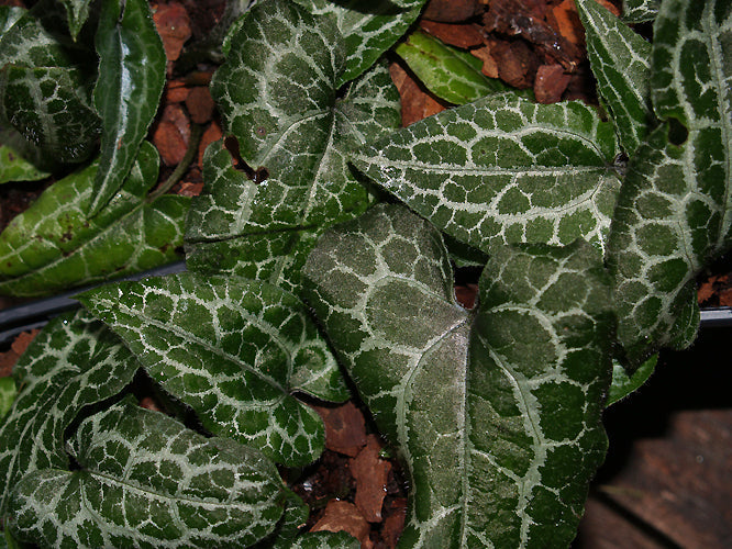 ASARUM EPIGYNUM 'TAKASAGO-SAISHIN'