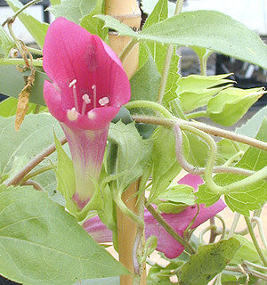 ASARINA WINE HYBRIDS