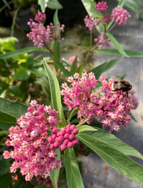 ASCLEPIAS INCARNATA