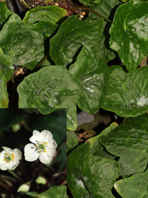 ASTEROPYRUM CAVALERIEI