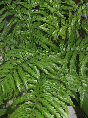 ASPLENIUM DAUCIFOLIUM