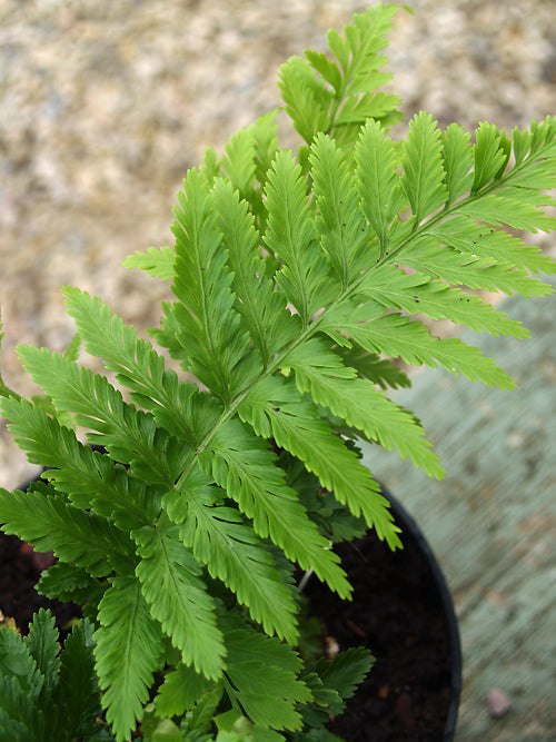 ASPLENIUM DAUCIFOLIUM 2