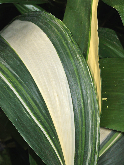 ASPIDISTRA ELATIOR clone 2 variegated
