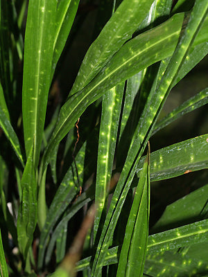 ASPIDISTRA LINEARIFOLIA 'LEOPARD'