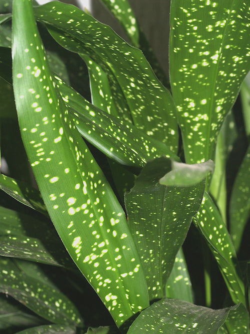 ASPIDISTRA SICHUANENSIS 'GINGA'