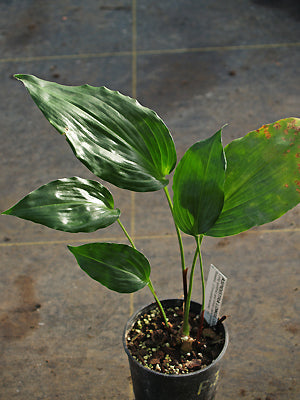 ASPIDISTRA PATENTILOBA
