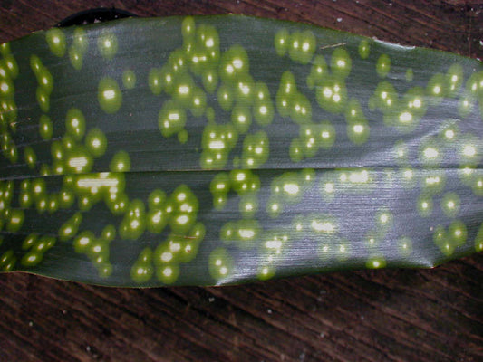 ASPIDISTRA SICHUANENSIS 'KINBOSHI'