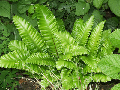 ASPLENIUM SCOLOPENDRIUM 'CRISPUM BOLTON'S NOBILE'