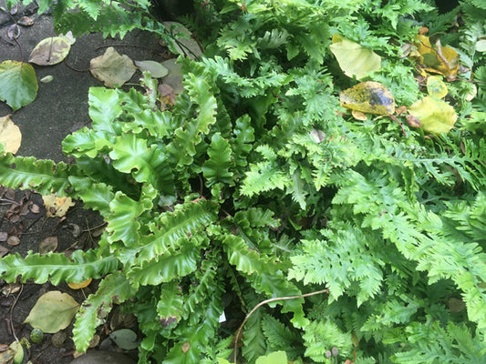 ASPLENIUM SCOLOPENDRIUM 'CRISPUM'