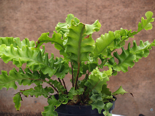 ASPLENIUM SCOLOPENDRIUM 'GOLDEN QUEEN'