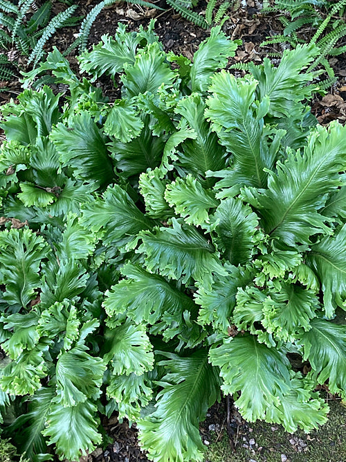 ASPLENIUM SCOLOPENDRIUM 'KAYE'S LACERATED'