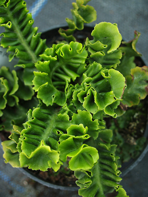 ASPLENIUM SCOLOPENDRIUM 'ZEAL DWARF'