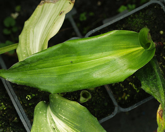 ASPIDISTRA ZONGBAYI 'UAN FAT LADY'