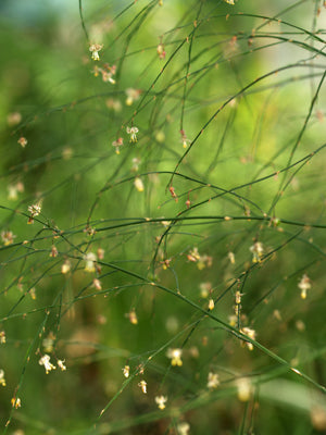 ASPARAGUS VIRGATUS