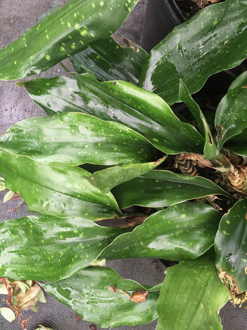 ASPIDISTRA ZONGBAYI