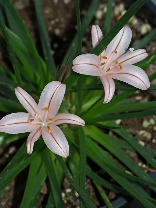 ASPHODELUS ACAULIS SF 37