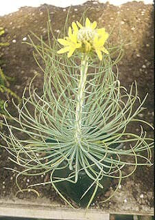 ASPHODELINE FLAVA