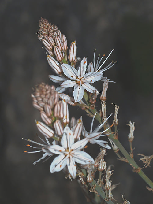 ASPHODELUS RAMOSUS