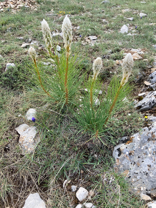 ASPHODELINE TAURICA