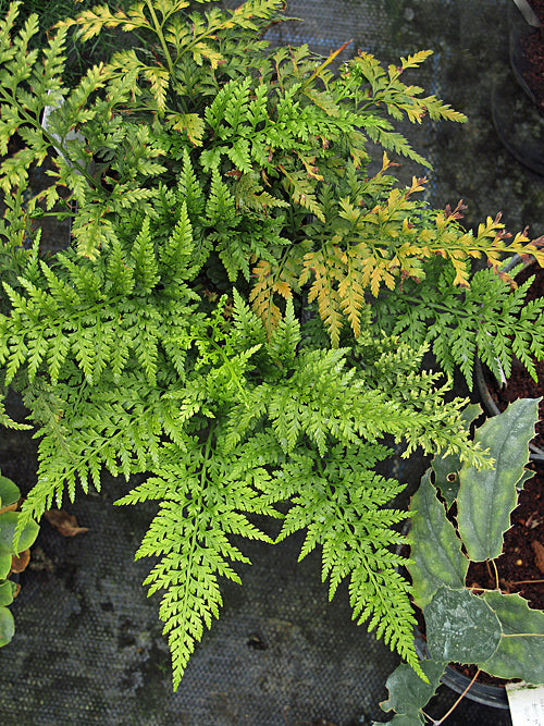 ASPLENIUM SERPENTINI