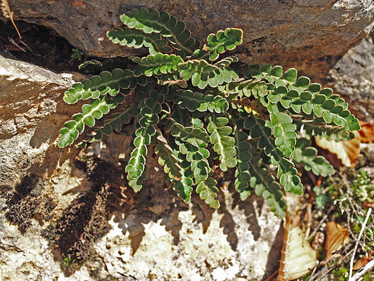 CETERACH OFFICINARUM